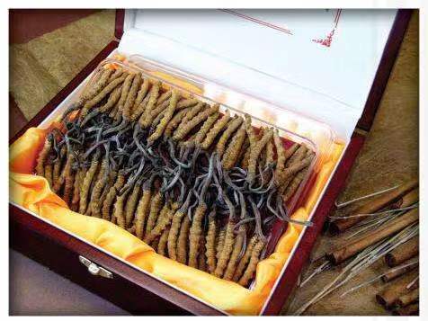 魏县冬虫夏草回收